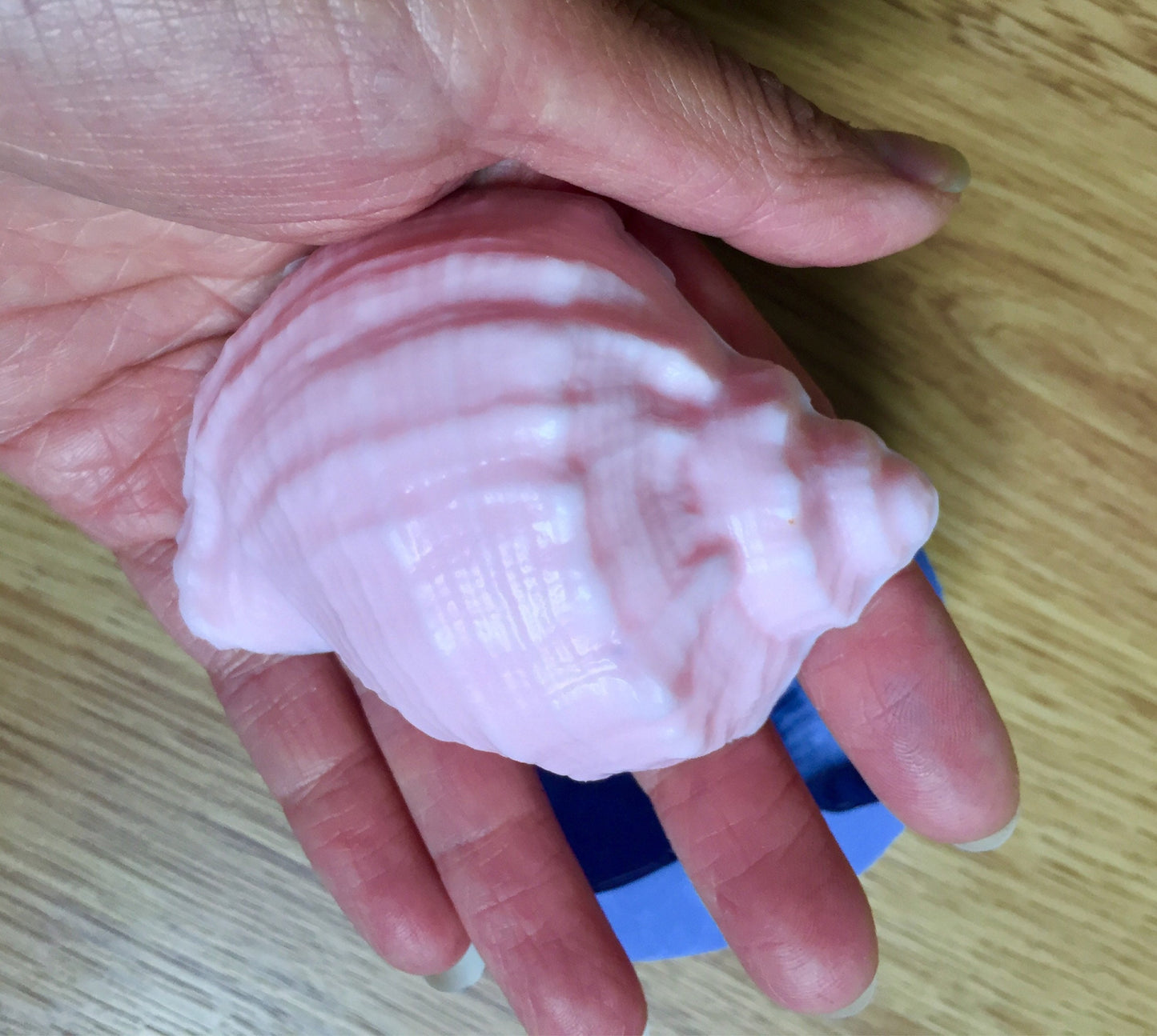 Silicone shell Mold - sea shell - soap - candle - lotion bar