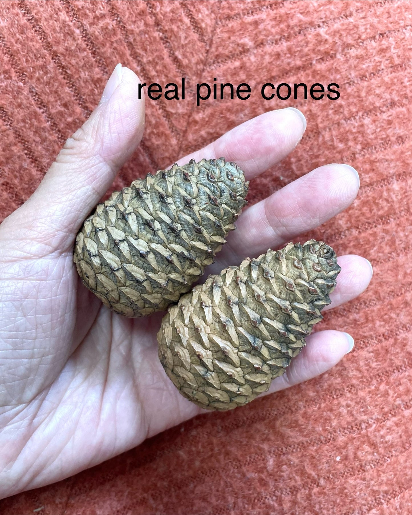 A set of two cute pine cone molds